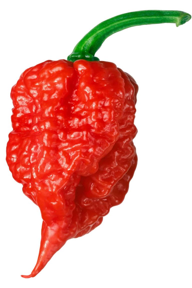 california reaper pepper for sale